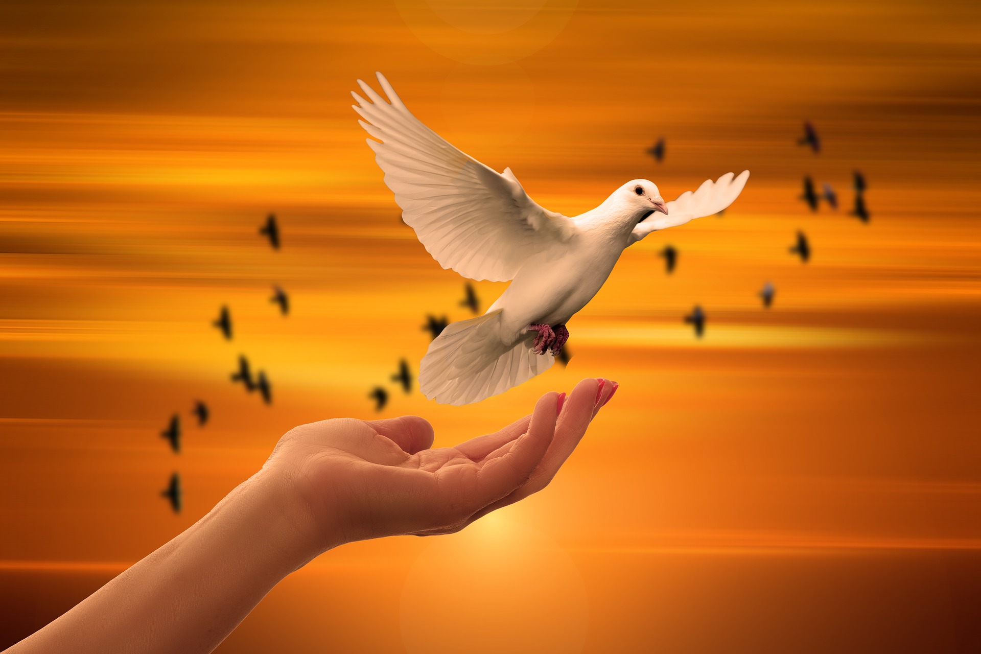 dove-3426159_1920